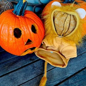 2 Costumes/outfits for a mini/teacup pup 🐶 🫖